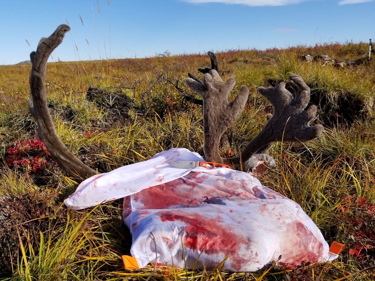 caribou hunting 