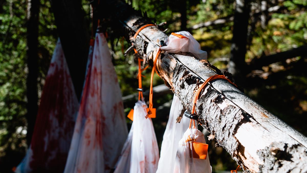 Elk meat hanging from a tree on a backcountry hunt