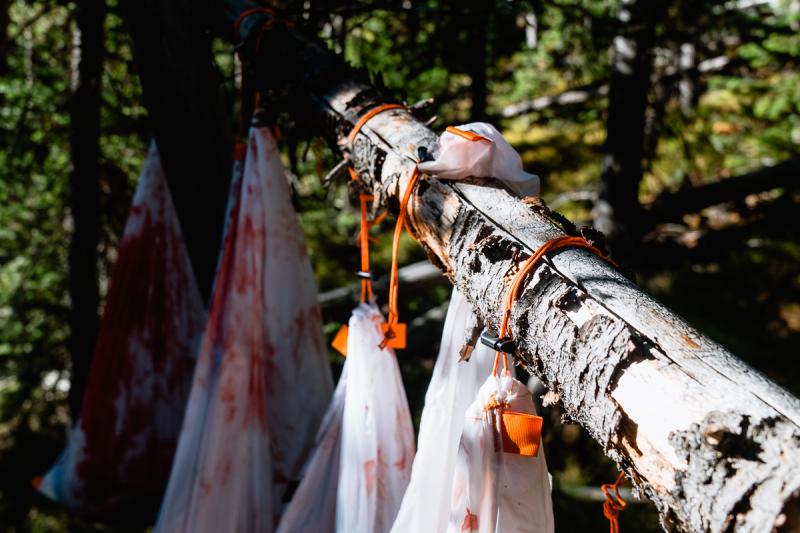 Elk meat hanging from a tree on a backcountry hunt